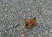 Jack Russell puppies