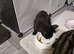 Kittens for sale 4 months old.Male and female