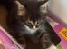 Stunning litter of Maine coon kittens all hand reared LAST GIRL READY NEXT WEEKEND