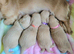 Clear cream long haired mini dachshunds