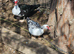 Gorgeous muscovy females available