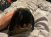 Male otter mini lop x neverland dwarf