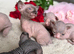3 girls left Canadian Elf Sphynx