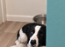 Lovely collie x