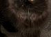 Pedigree registered Persian