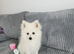 Beautiful White Female Pomeranian Puppy – £1,200
