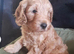Male cockapoo