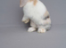 Beautiful mini lop rabbits ready now