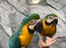Hand-Rearing Stunning Baby Blue & Gold Macaw