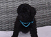 Kc reg gorgeous miniature poodles