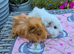 Baby Female Guinea Pigs Funky Coats