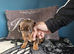 2 beauiful playful puppys for sale