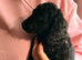 One black cockapoo