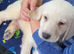Labradors Last 2