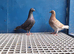 Racing pigeons