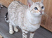 Retired Bengal female for rehoming
