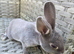Baby mini rex available