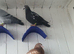 Racing pigeon