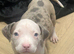 Pocket bully pups 2 boys 2 girls