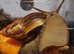 African land snails ( babies and adults)