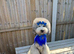 STUD KC silver miniature poodle