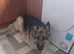 REHOMED Male longhaired German Shepherd