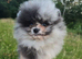 Blue merle outstanding pomeranian boy