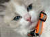 5 Pure Ragdoll Kittens available for sale