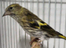 Mutation British ( Siskins ) ONLY now