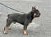 French bulldog STUD