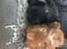 2 baby male guinea pigs