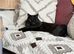 I have 2 beautiful kitten