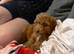 Red cockapoo