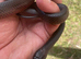 Mussurana bicolor