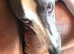 Looking for the Right Home: 10-Month-Old Whippet