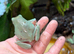 11 whites tree frogs for sale