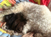 4 females one male cockapoo pups born today Wednesday 22nd of July