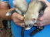 Ferrets for sale in southampton.