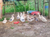 Crested Bantam/Crested Miniature Appleyard Ducks/Ducklings