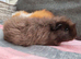 2 beautiful swiss sows.