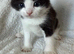 Adorable Persian Cross Kittens