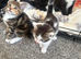 5 BEAUTIFUL KITTENS READY FOR THERE FOREVER HOME