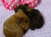Sow pair