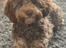 Cockapoo Puppies