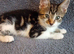 Tuxedo x tabby kittens
