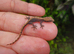 Mourning geckos