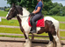 14.3hh Ride & Drive 13 year old cob gelding