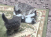 Kittens for sale