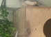 Zebra finch
