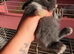 Baby French lops